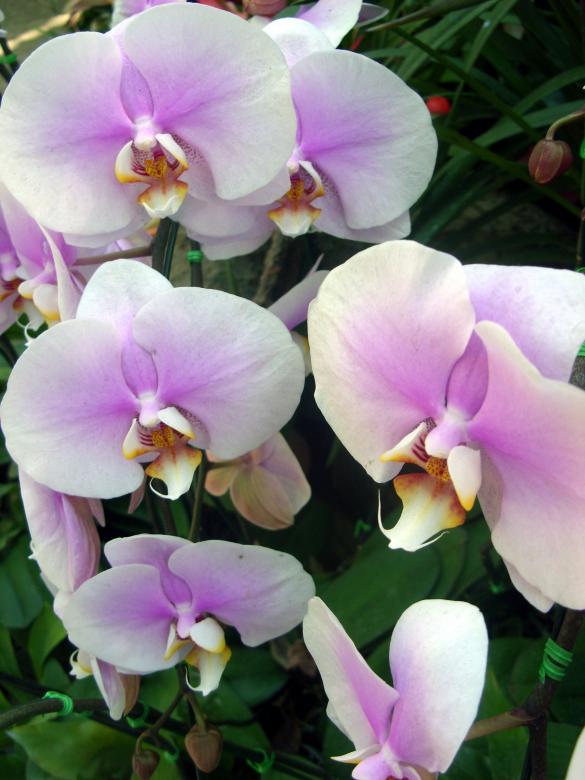 Free stock image of Orchids created by Chas Mac