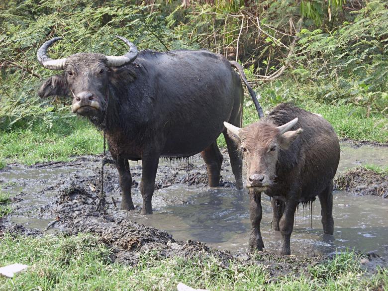Free stock image of Water Buffalo created by Chas Mac
