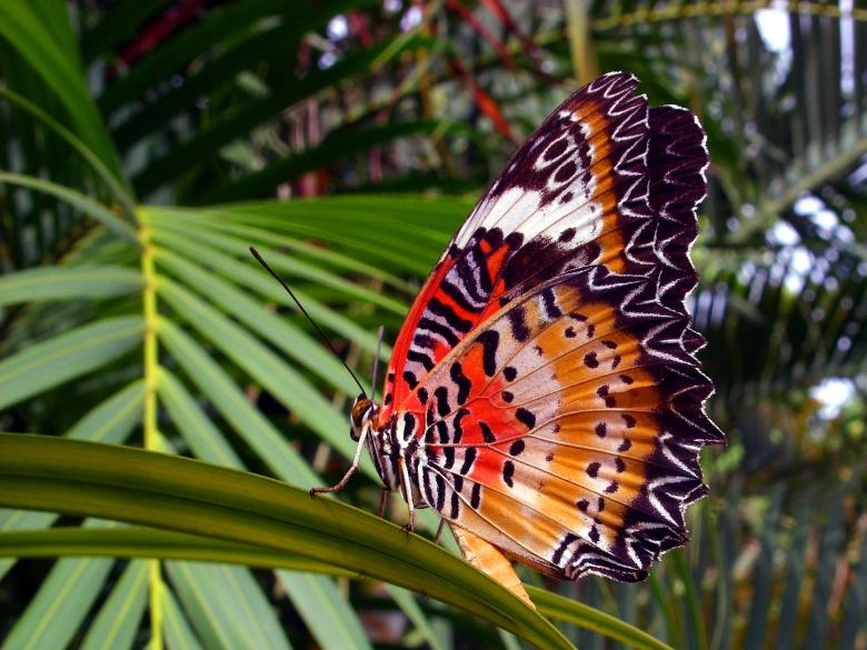 Free stock image of Orange Lacewing Butterfly created by Chas Mac