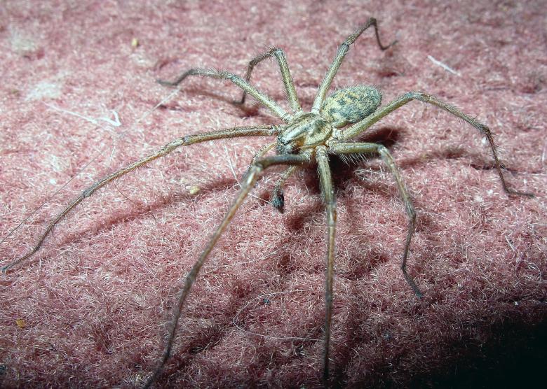 Free stock image of British House Spider created by Chas Mac
