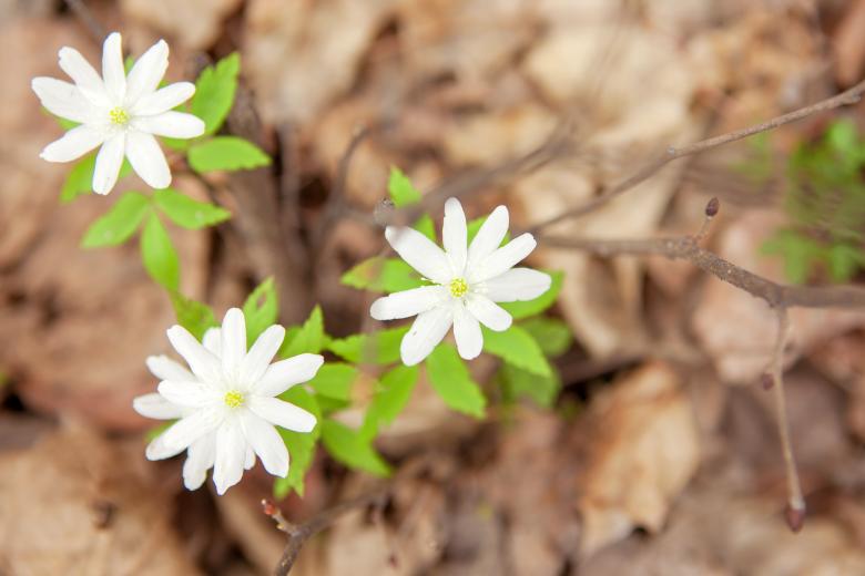 Free stock image of forest flowers created by 2happy
