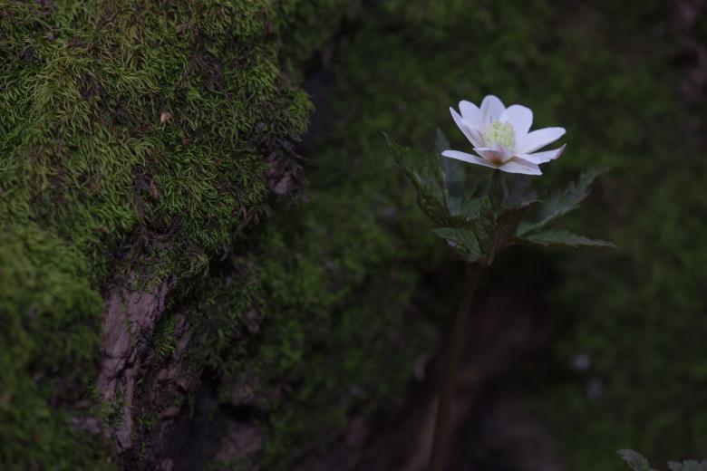 Free stock image of forest flower created by 2happy