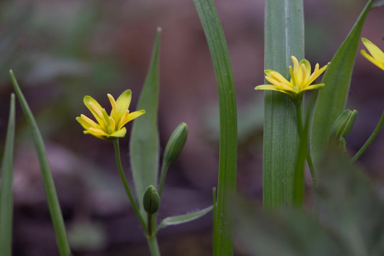 Free stock image of forest flowers created by 2happy