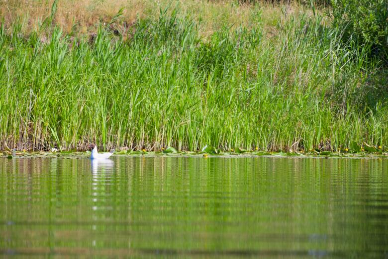Free stock image of Bird on water created by 2happy