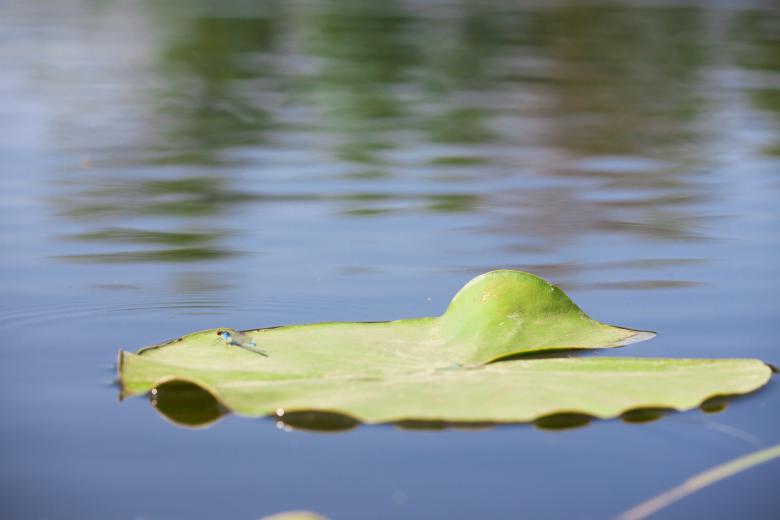 Free stock image of Leaf on water created by 2happy