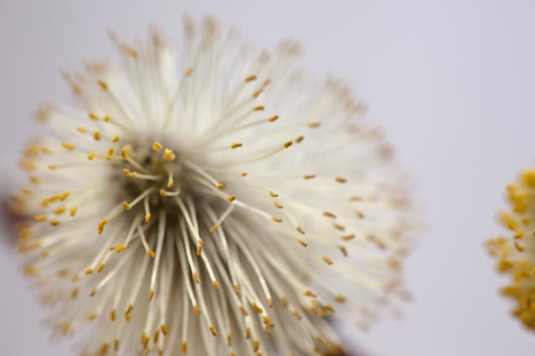 Free stock image of Dandelion created by 2happy
