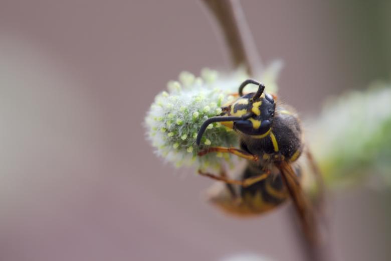 Free stock image of wasp created by 2happy
