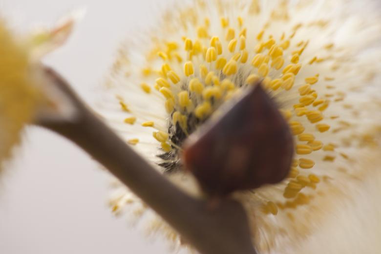 Free stock image of Plant closeup created by 2happy
