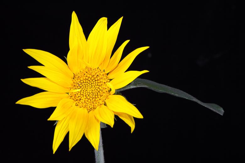 Free stock image of Sunflower on black created by 2happy