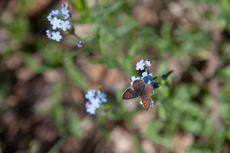 Free stock image of butterfly on flower created by 2happy