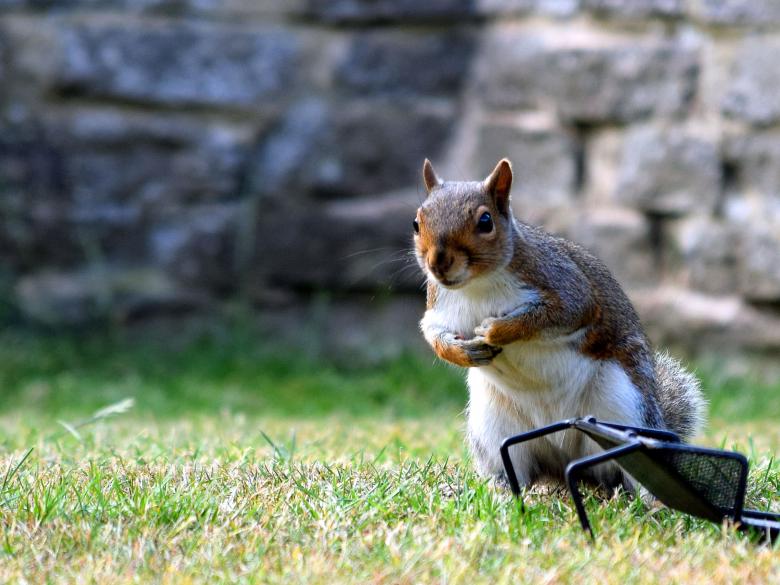 Free stock image of Grey Squirrel created by Chas Mac