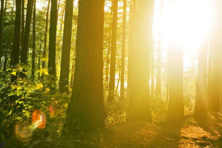 Free stock image of trees created by 2happy