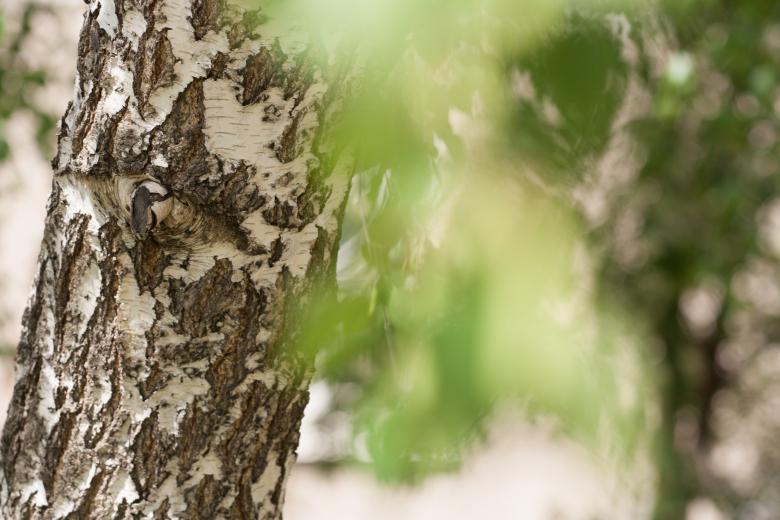 Free stock image of Blurred leaves created by 2happy