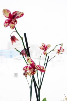 Free Stock Photo of Flowers