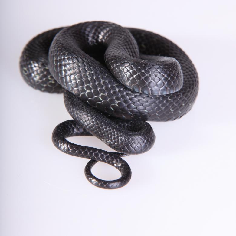 Free stock image of grasssnake created by 2happy