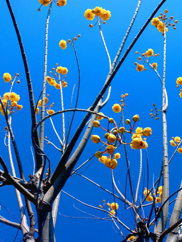 Free stock image of Yellow flowers on a leafless tree created by Chas Mac