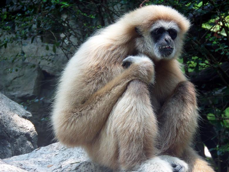 Free stock image of White-handed Gibbon created by Chas Mac