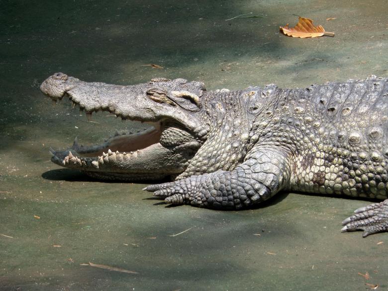 Free stock image of Crocodile created by Chas Mac