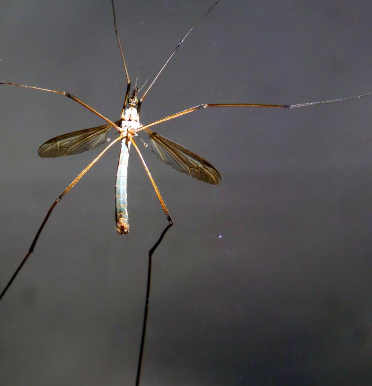 Free stock image of Crane fly underside created by Chas Mac