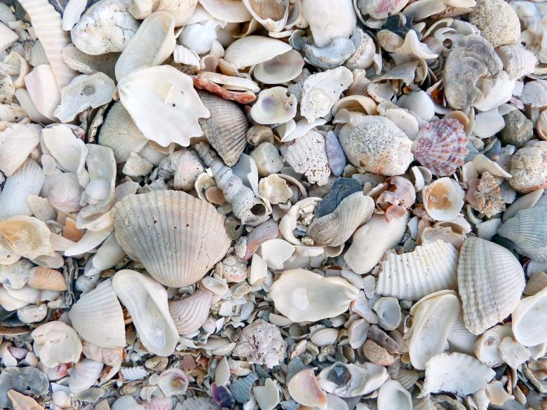 Free stock image of Broken seashell texture created by Chas Mac