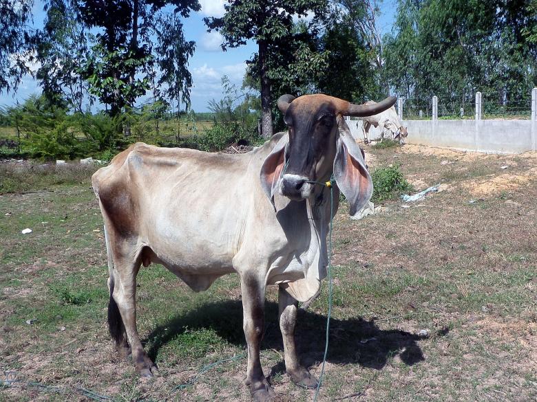 Free stock image of Asian Cattle Breed created by Chas Mac