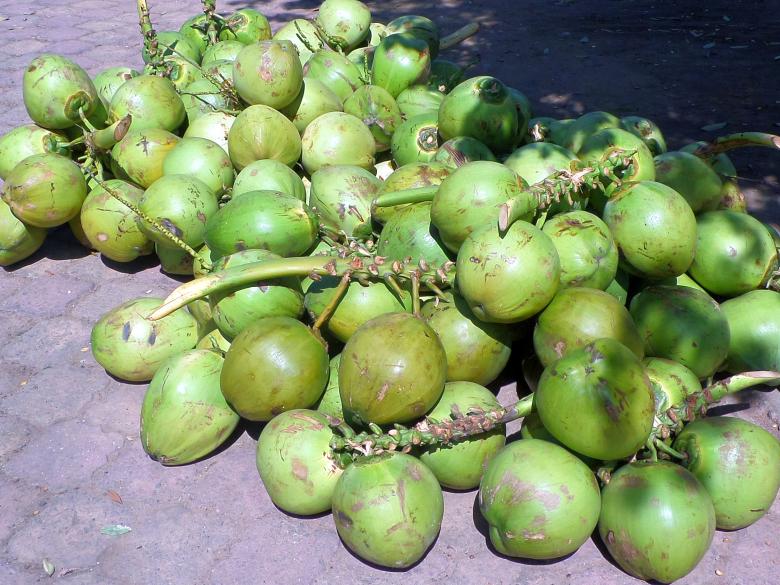 Free stock image of Coconuts created by Chas Mac