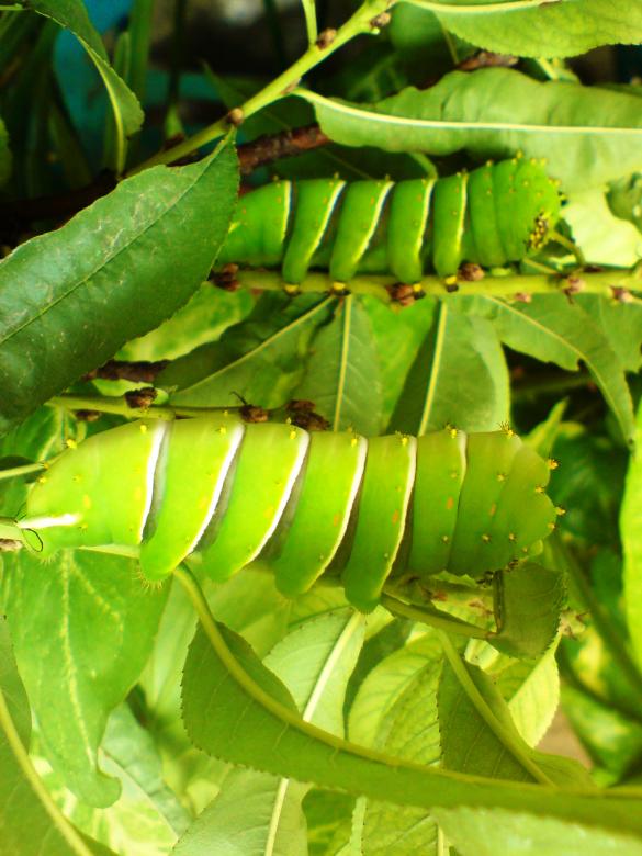 Free stock image of caterpillars on a branch created by Mónica Patricia Núñez Chapa