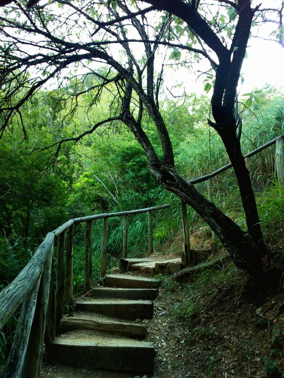 Free stock image of stairway in the woods created by Mónica Patricia Núñez Chapa