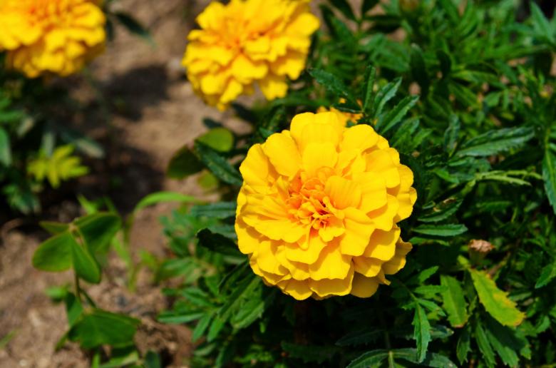 Free stock image of yellow flower created by Mónica Patricia Núñez Chapa