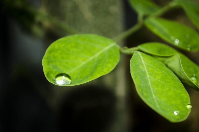 Free stock image of water drop on a leaf created by Mónica Patricia Núñez Chapa