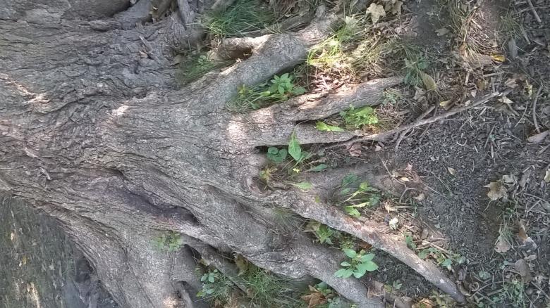 Free stock image of Rooted and Grounded created by Mario