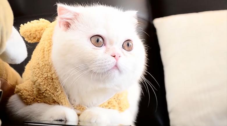Free stock image of Exotic shorthair created by Cat & Co
