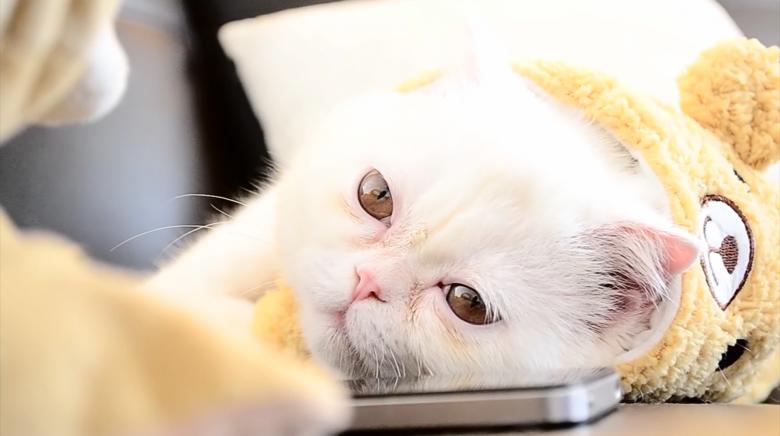 Free stock image of Exotic shorthair created by Cat & Co