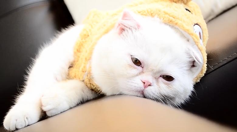 Free stock image of Exotic shorthair created by Cat & Co