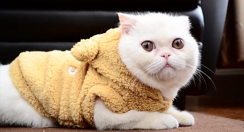 Free stock image of Exotic shorthair created by Cat & Co
