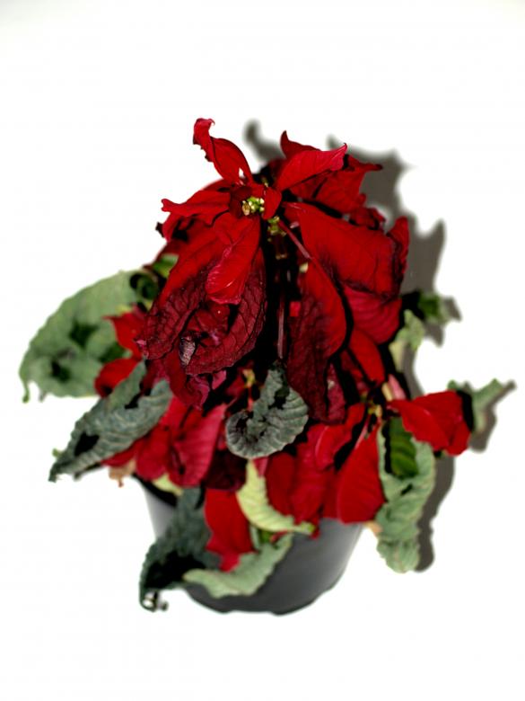 Free stock image of Almost dead flower created by Marko Mäkinen