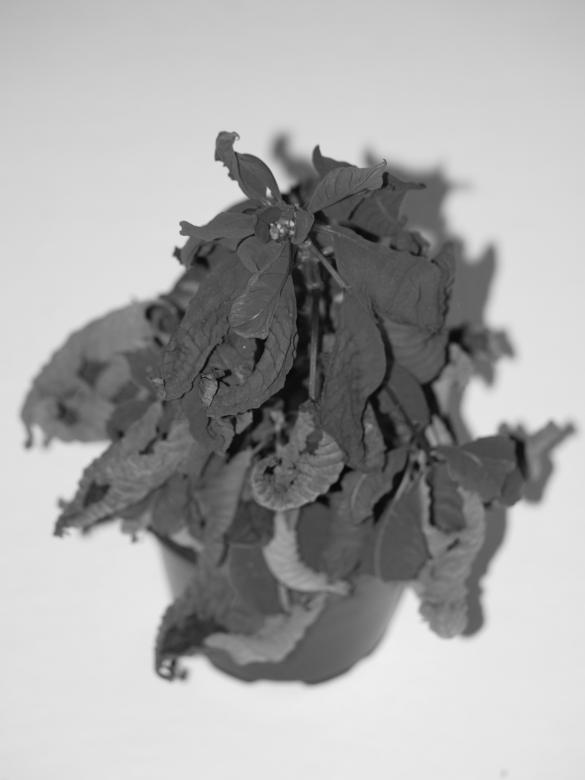 Free stock image of Almost dead flower created by Marko Mäkinen