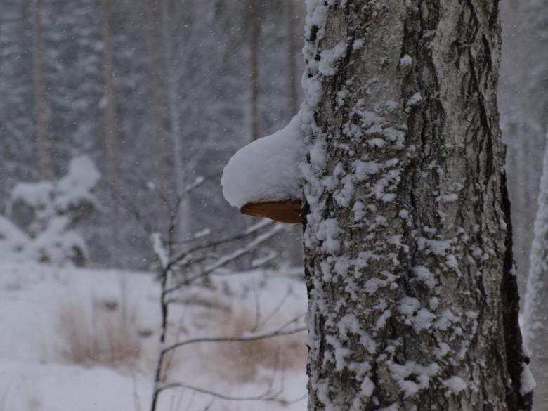 Free stock image of Winter created by Marko Mäkinen