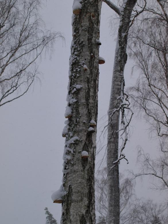 Free stock image of Winter created by Marko Mäkinen