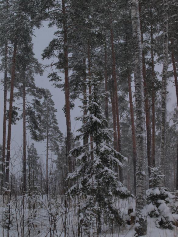Free stock image of Winter created by Marko Mäkinen