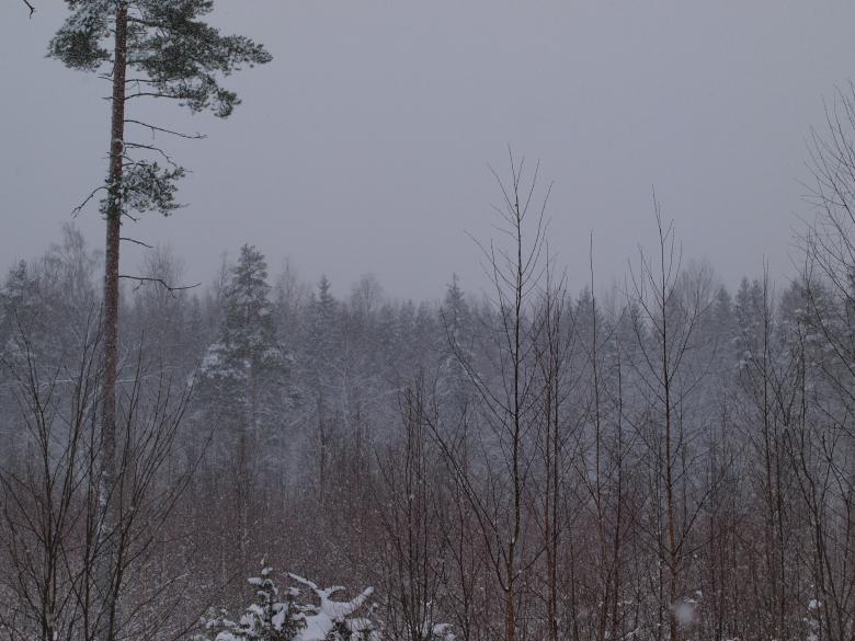 Free stock image of Winter created by Marko Mäkinen