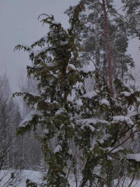 Free stock image of Winter created by Marko Mäkinen