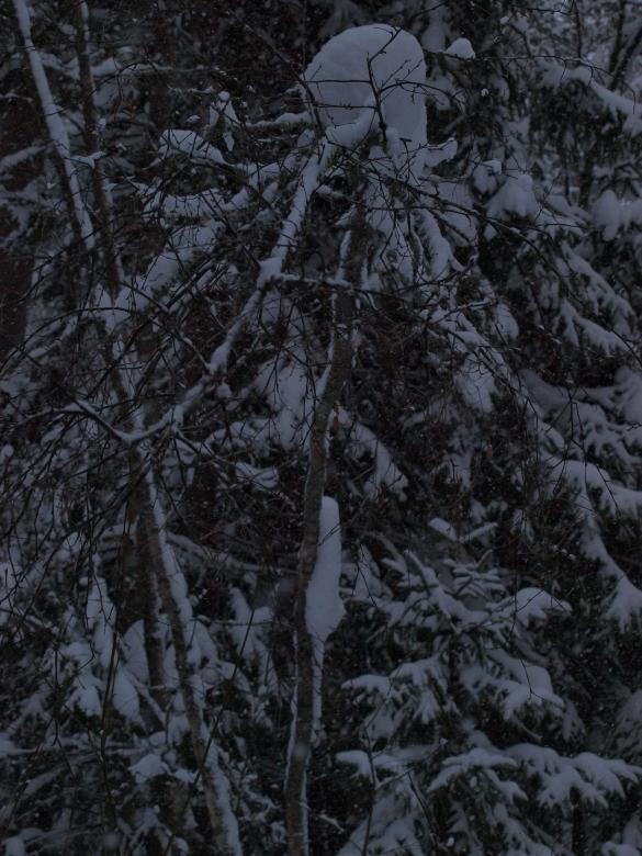 Free stock image of Winter created by Marko Mäkinen