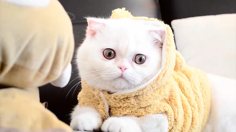 Free stock image of Exotic shorthair created by Cat & Co