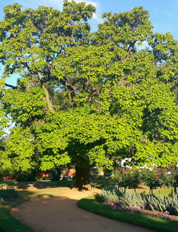 Free stock image of Tree in the park created by Geoff Gartly