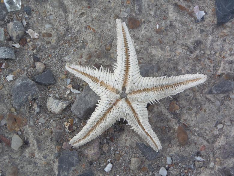 Free stock image of Starfish created by Chas Mac