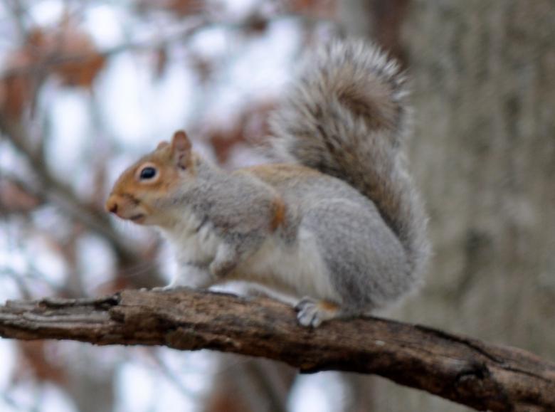 Free stock image of Squirrel created by Vincent alvino