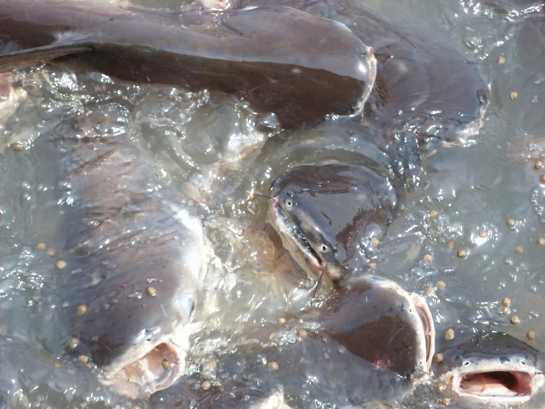 Free stock image of Catfish feeding created by Chas Mac