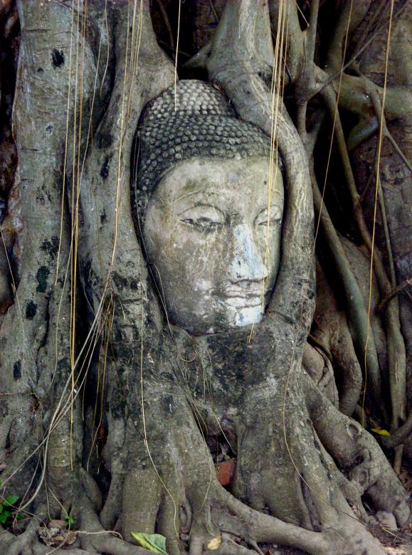 Free stock image of Buddha Roots created by Chas Mac