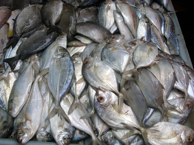 Free stock image of Fish on slab created by Chas Mac